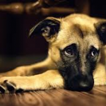 Cute Dog remodeling for your pet