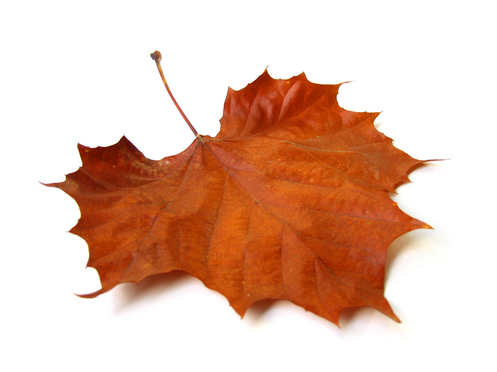 Fall Home Prep