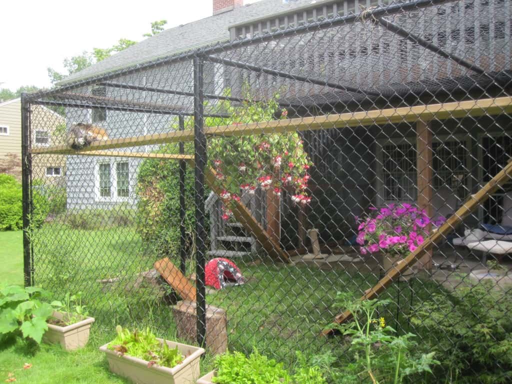 Catio