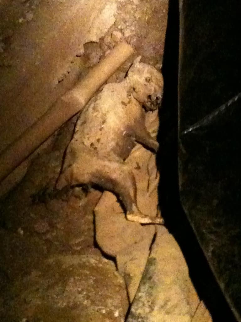 Home crawlspace showing exposed framing and insulation with Mummified critter