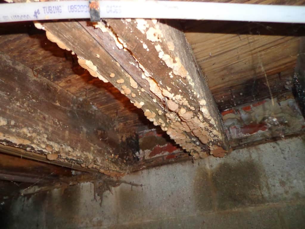 Fungal growth on crawlspace framing caused by excess moisture