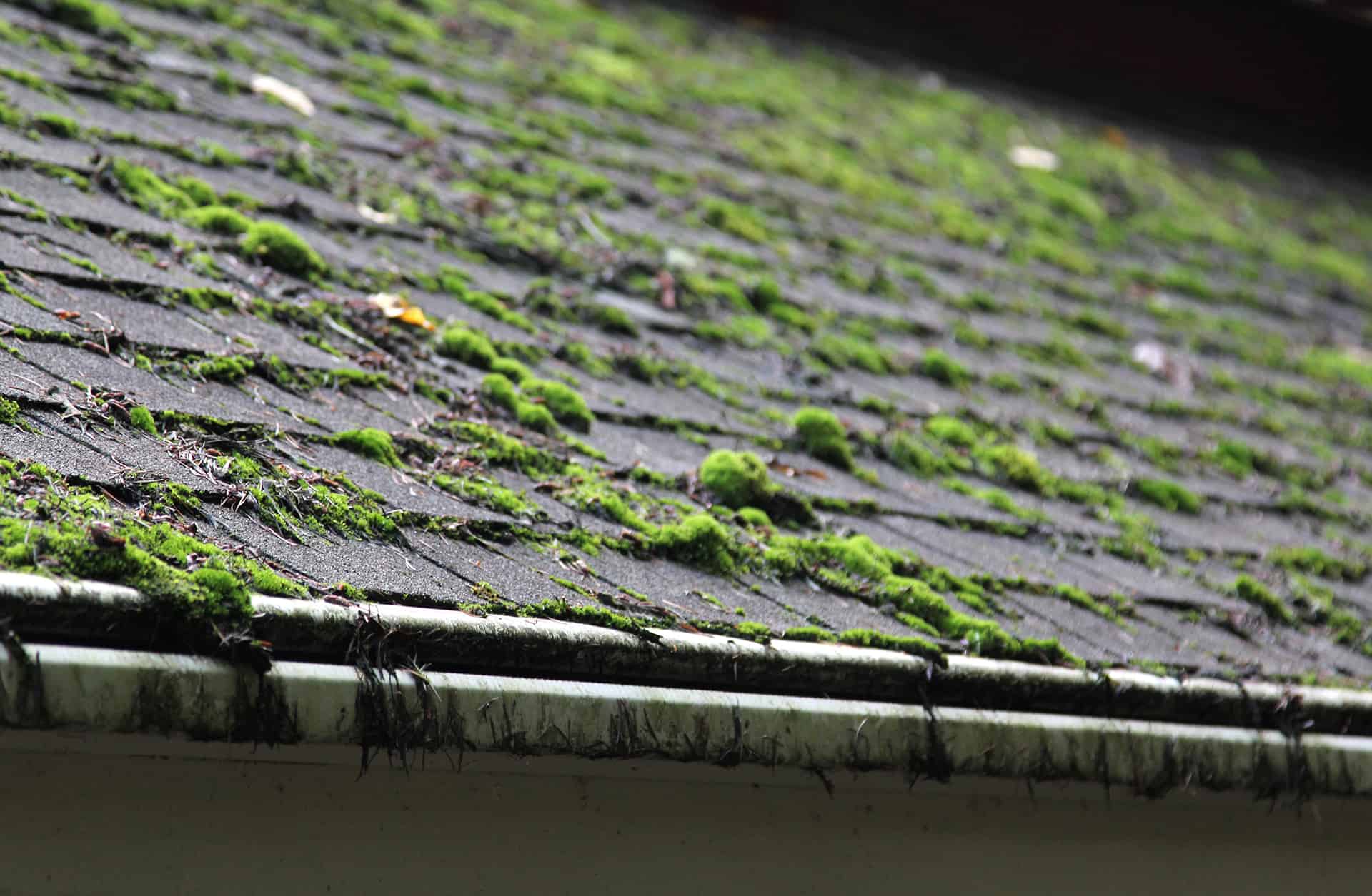 Mossy Roof